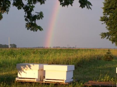 How Many Hives Should I Start With? Image